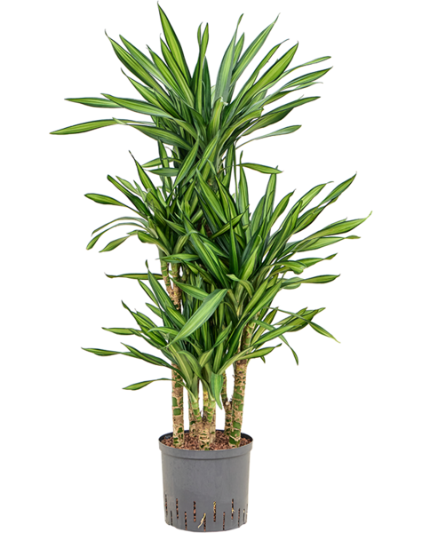 Hydroplant Dracaena