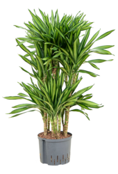 Hydroplant Dracaena Fragrans Riki