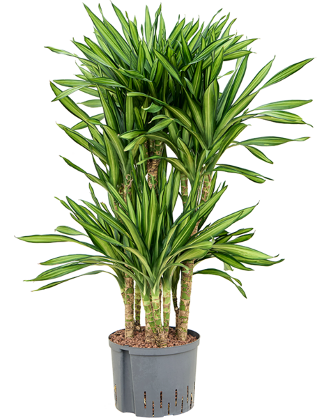 Hydroplant Dracaena