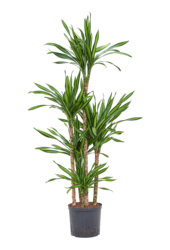 Hydroplant Dracaena Fragrans Riki