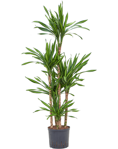 Hydroplant Dracaena