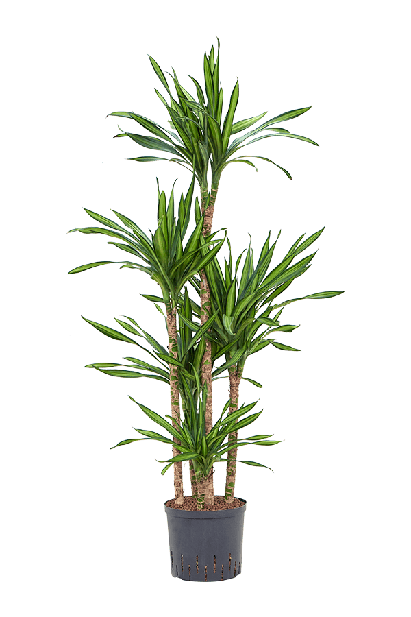 Hydroplant Dracaena Fragrans Riki