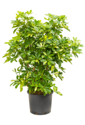 Hydroplant Schefflera Arboricola Gold Capella