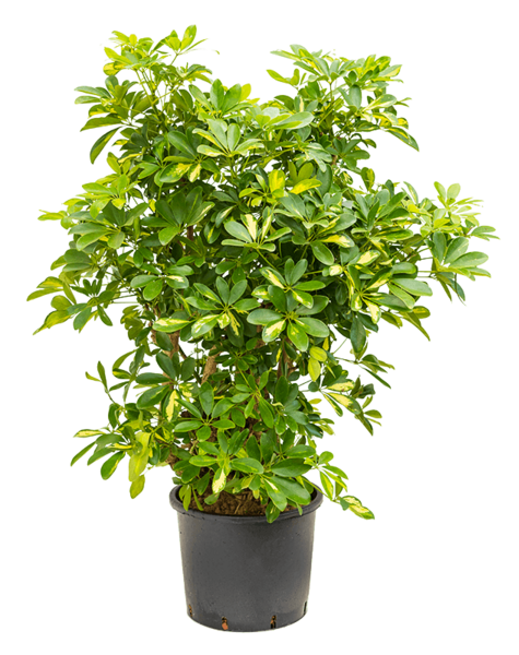 Hydroplant Schefflera