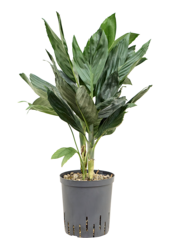 Hydroplant Chamaedorea Metallica