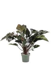 Filodendron Red Beauty