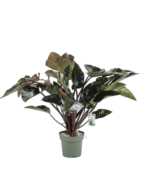 MDK Hydroplant Filodendron