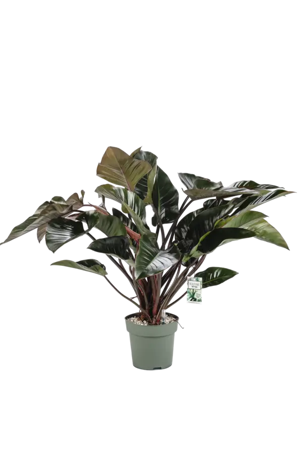 Filodendron Red Beauty