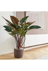 Filodendron Red Beauty