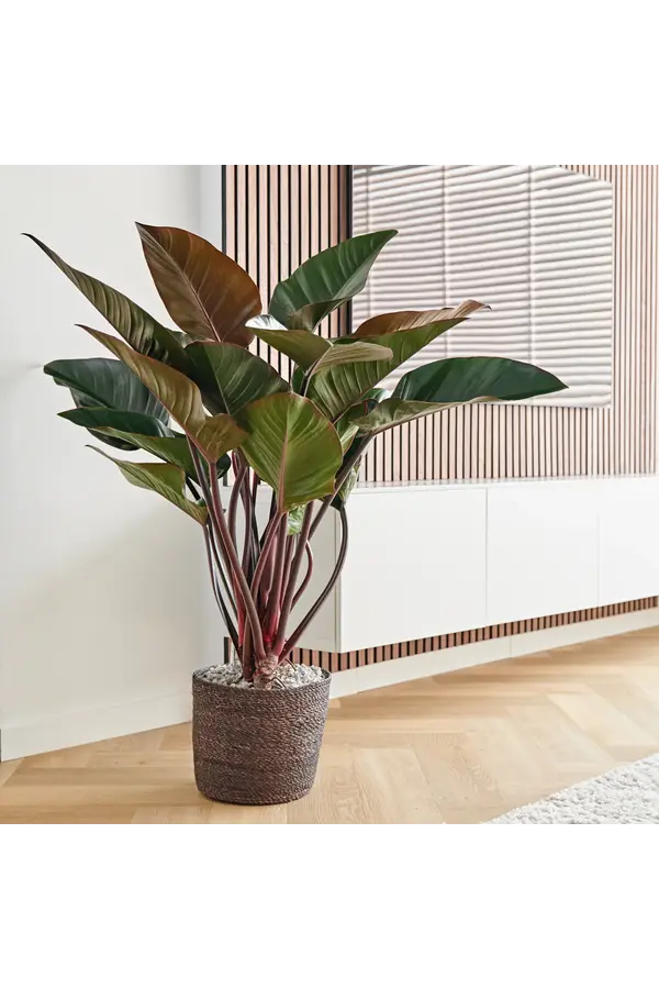 Filodendron Red Beauty