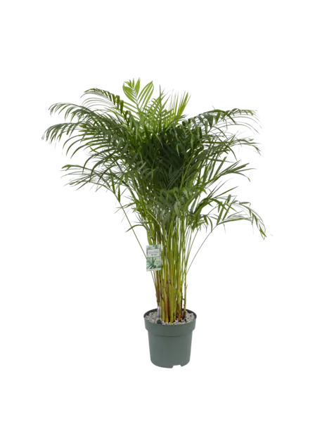 MDK Dypsis
