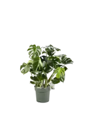 Monstera Deliciosa