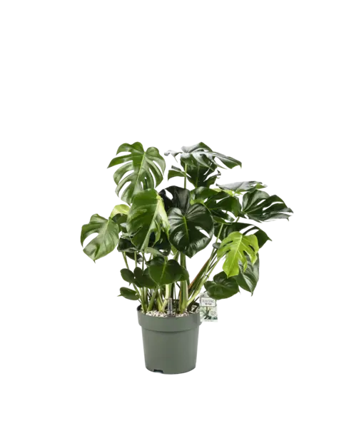 MDK Monstera
