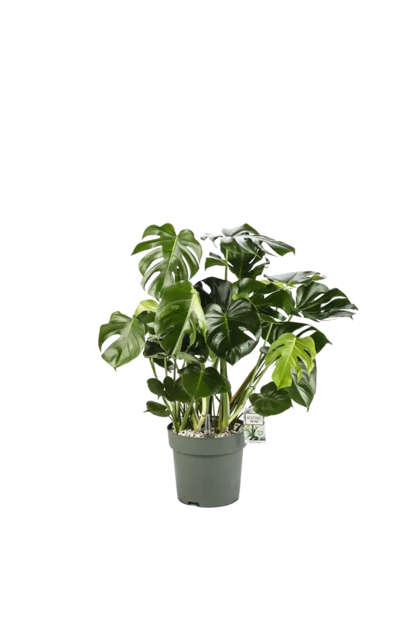 Monstera Deliciosa