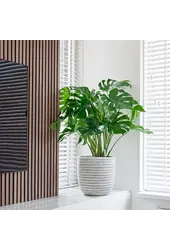 Monstera Deliciosa