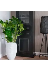 Monstera Deliciosa