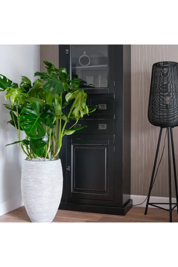 Monstera Deliciosa