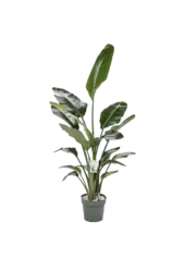 Strelitzia Nicolai