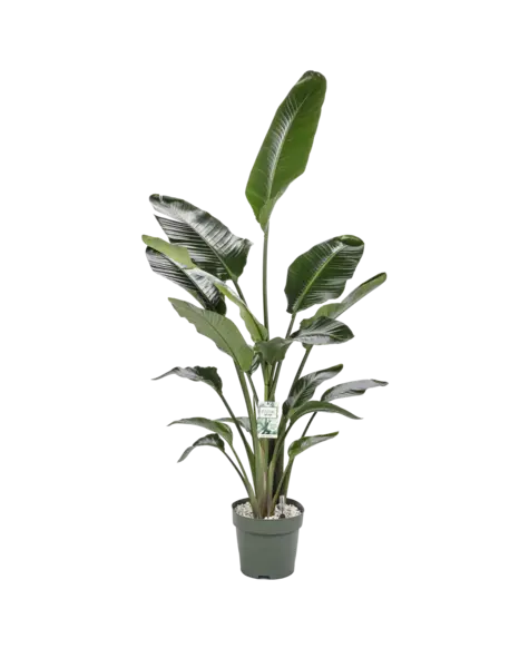 MDK Strelitzia