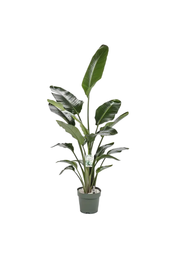 Strelitzia Nicolai