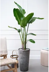 Strelitzia Nicolai