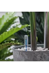Strelitzia Nicolai