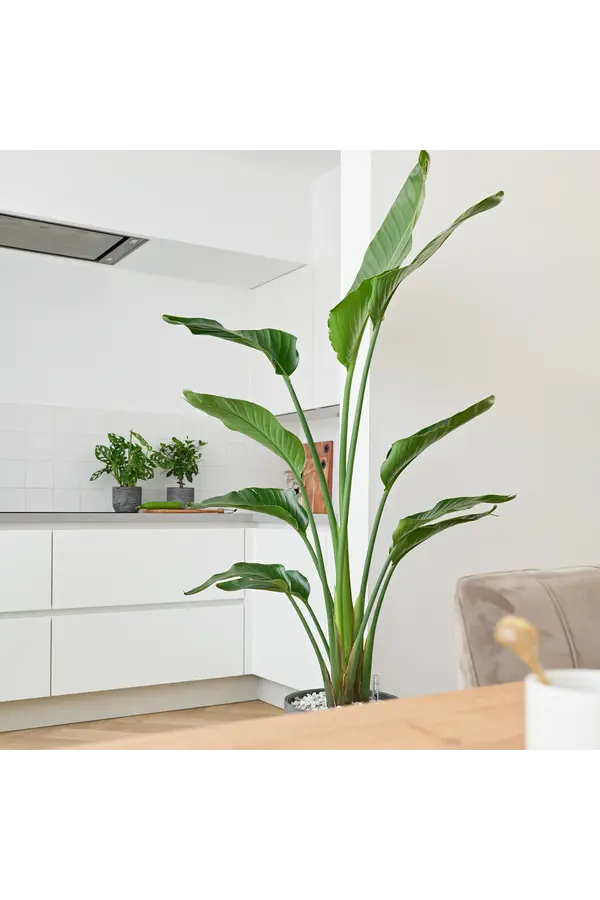 Strelitzia Nicolai