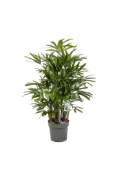 Rhapis Excelsa