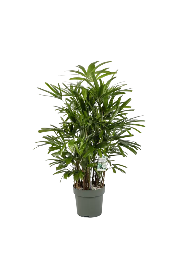 Rhapis Excelsa