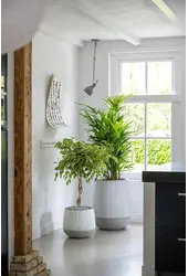 Rhapis Excelsa