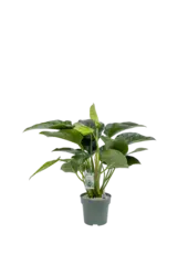 Filodendron Green beauty