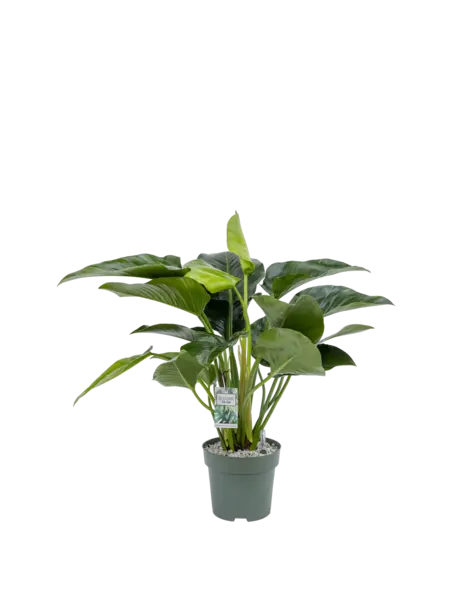 MDK Filodendron