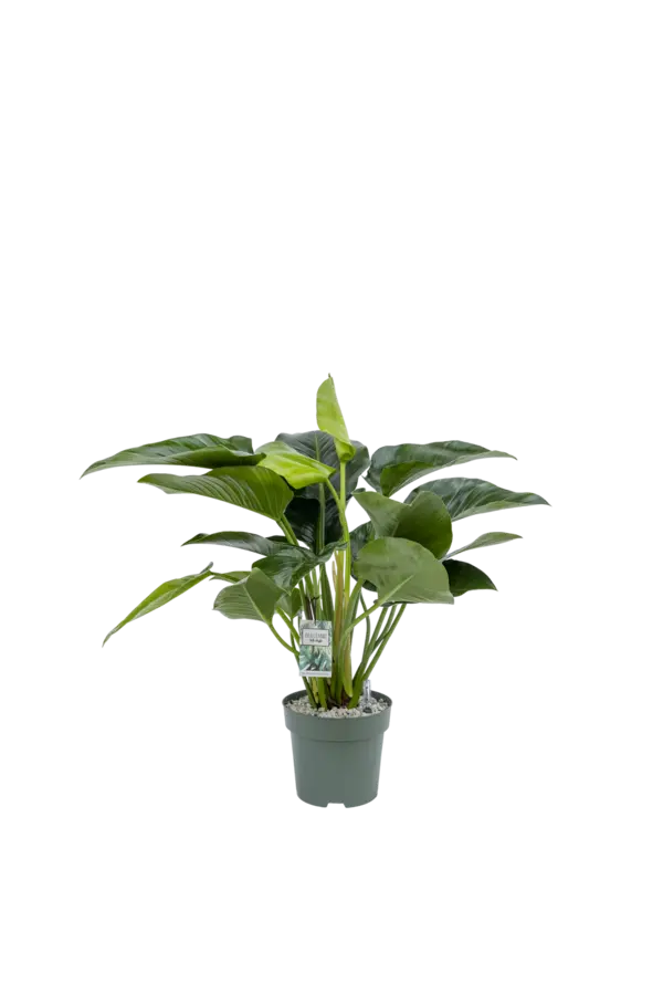 Filodendron Green beauty