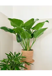 Filodendron Green beauty