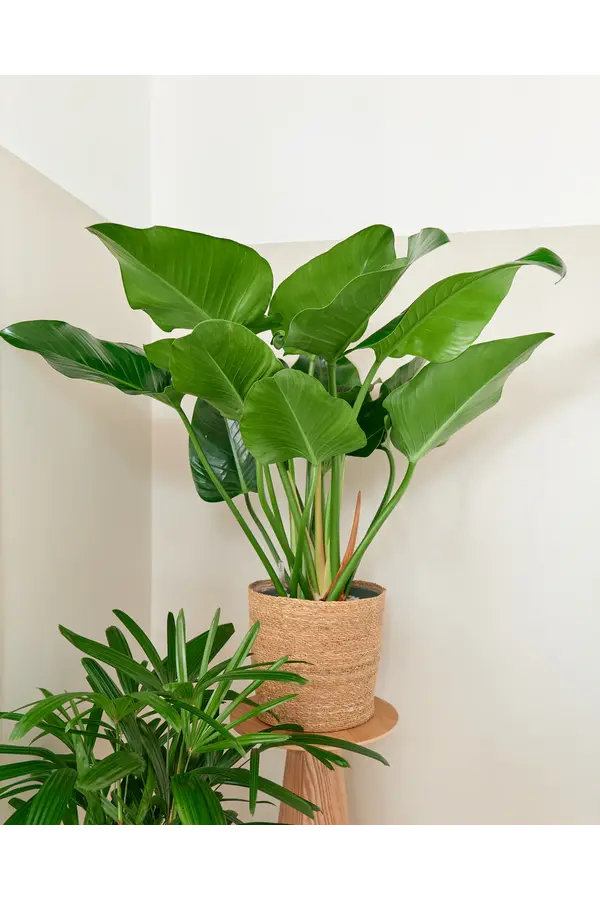 Filodendron Green beauty