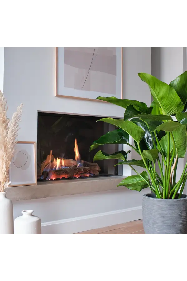 Filodendron Green beauty