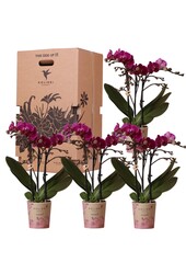 Pudełko-niespodzianka z orchideami w jednym kolorze