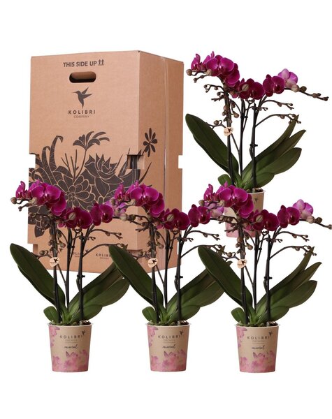 Kolibri Orchids Orchidea