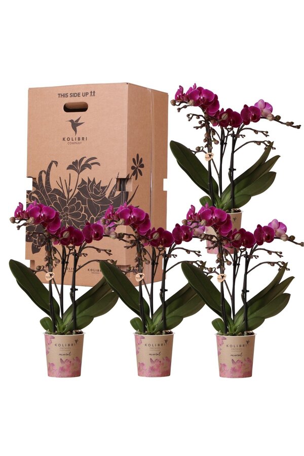 Pudełko-niespodzianka z orchideami w jednym kolorze