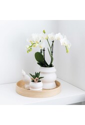 Pudełko-niespodzianka z orchideami w jednym kolorze