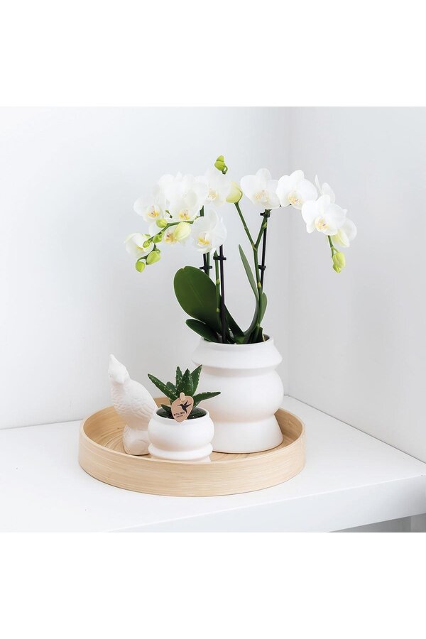 Pudełko-niespodzianka z orchideami w jednym kolorze
