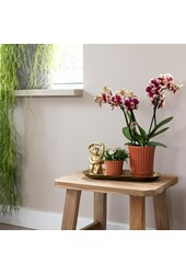 Pudełko-niespodzianka z orchideami w jednym kolorze