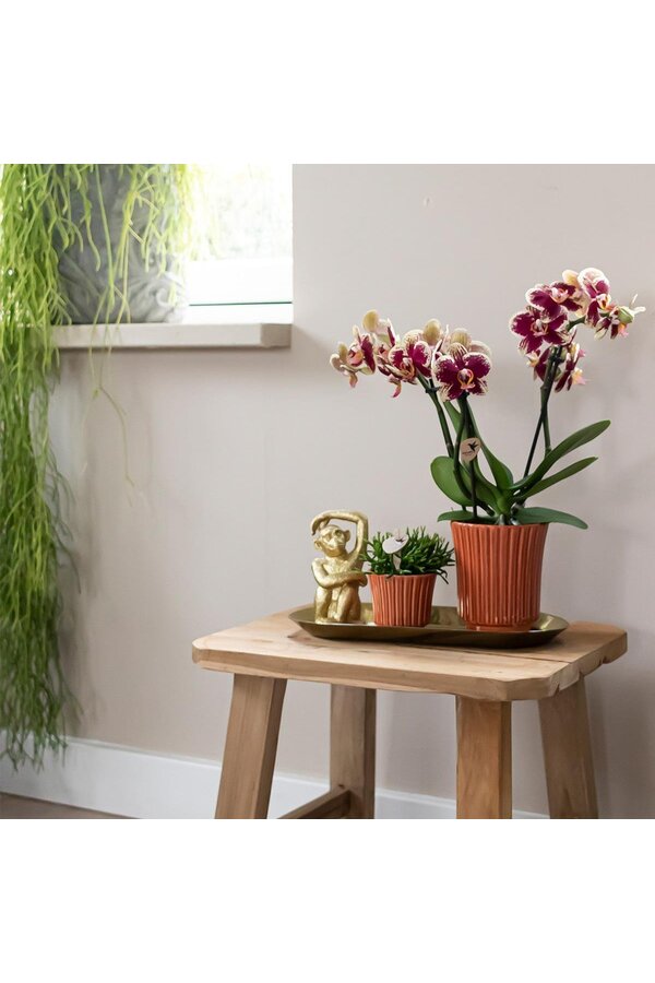 Pudełko-niespodzianka z orchideami w jednym kolorze