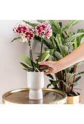 Pudełko-niespodzianka z orchideami w jednym kolorze