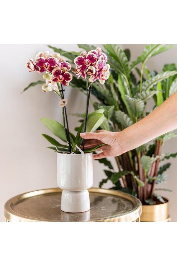 Pudełko-niespodzianka z orchideami w jednym kolorze