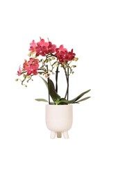Czerwona orchidea Phalaenopsis Congo w Gummy