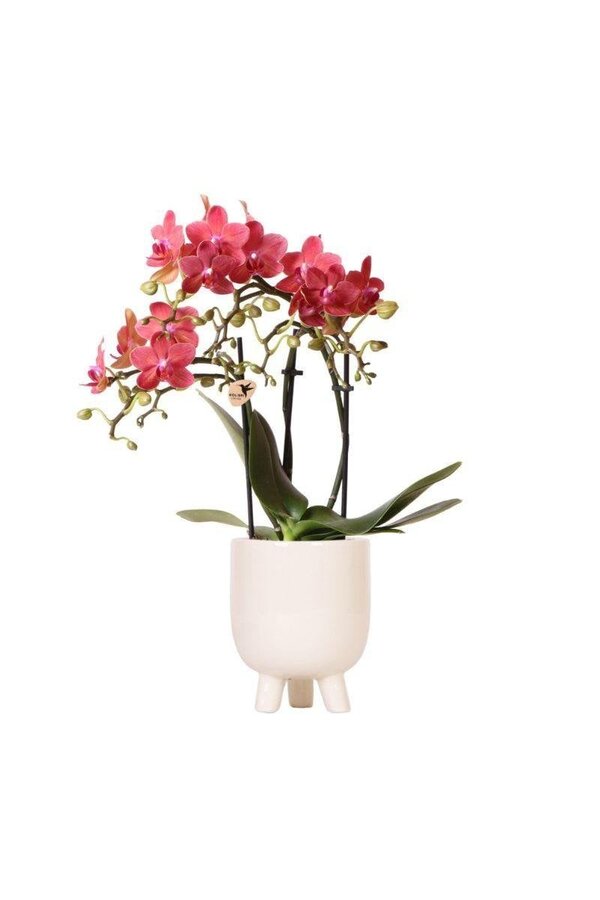 Czerwona orchidea Phalaenopsis Congo w Gummy
