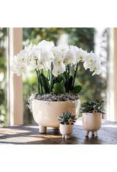 Czerwona orchidea Phalaenopsis Congo w Gummy