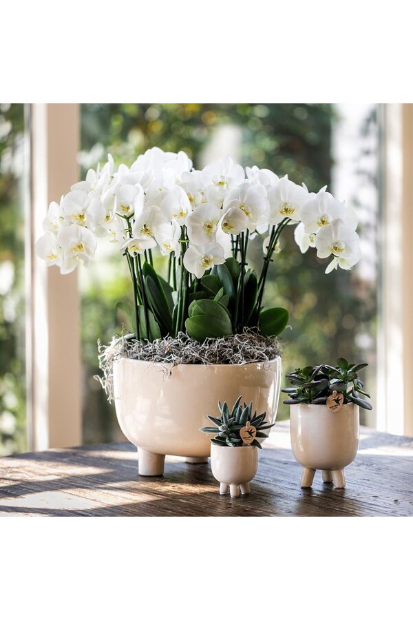 Czerwona orchidea Phalaenopsis Congo w Gummy