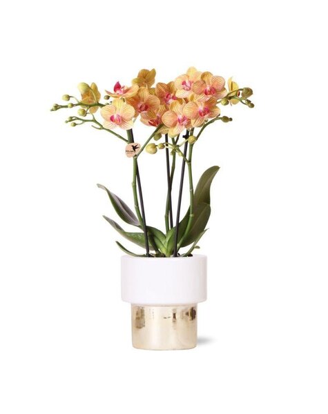 Kolibri Orchids Orchidea